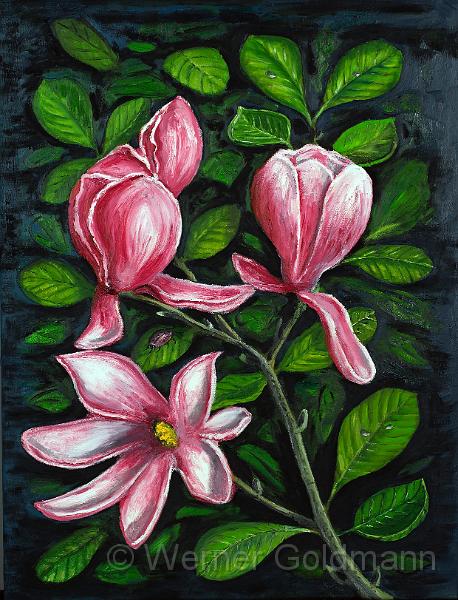 Magnolienblueten (60x80)cm.jpg - Magnolienblüten / Blossoms of magnolia (60x80)cm